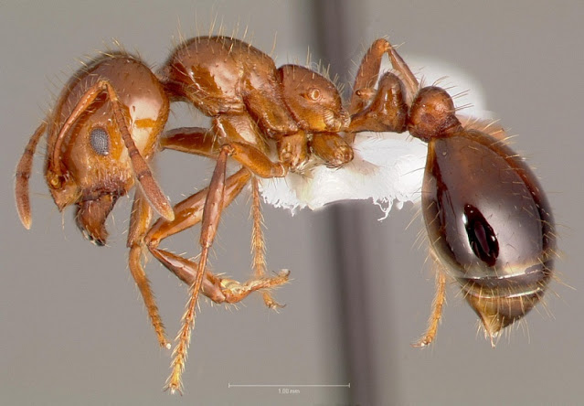 formigas-evolução-parentesco-genética