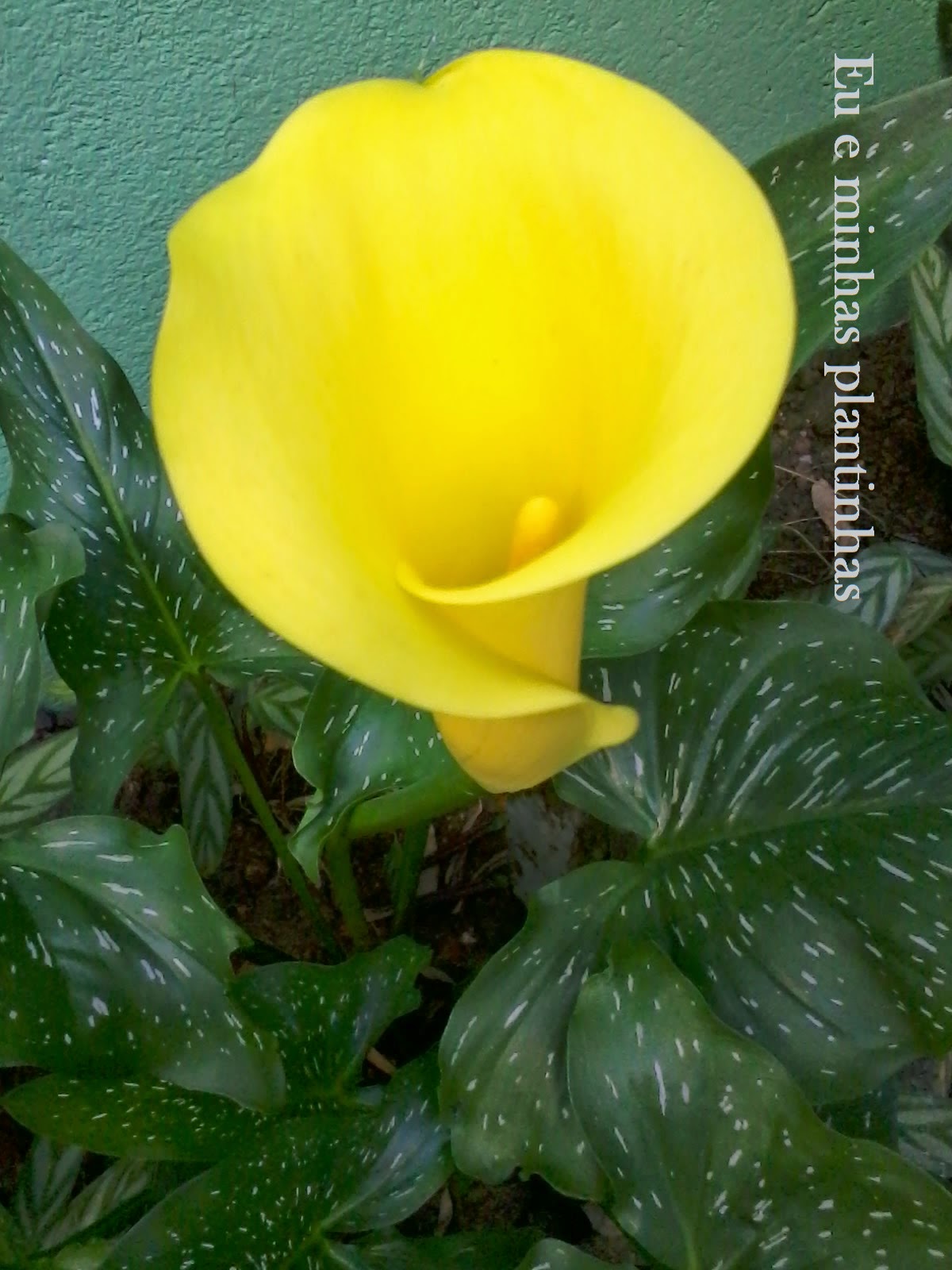 Eu e minhas plantinhas: Copo de leite amarelo (Zantedeschia Elliottiana) e  Borboleta.