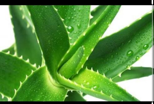 ما هو چل الصبار ما هو چل الصبار