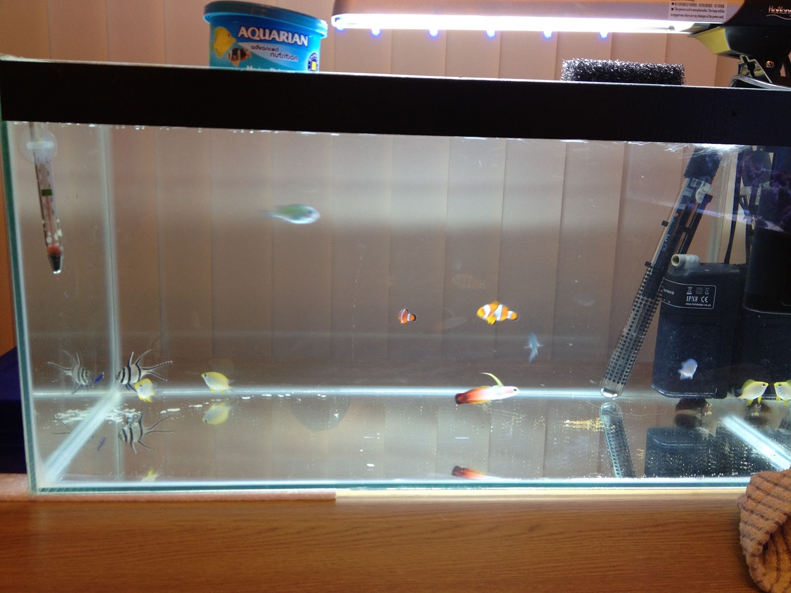 Marine Fish Tank White Spot/Marine Ich