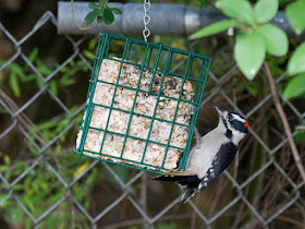 Foto av Downy Woodpecker på suet feeder