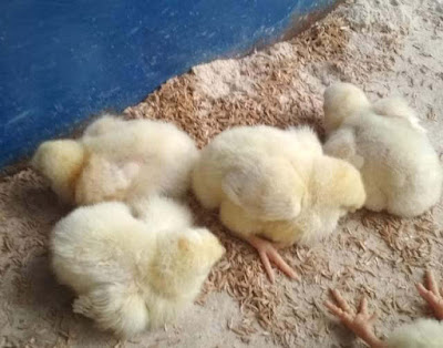 Severe dropness due to stop intake feed but farmers became confused with paralysis at coccidiosis in chicks