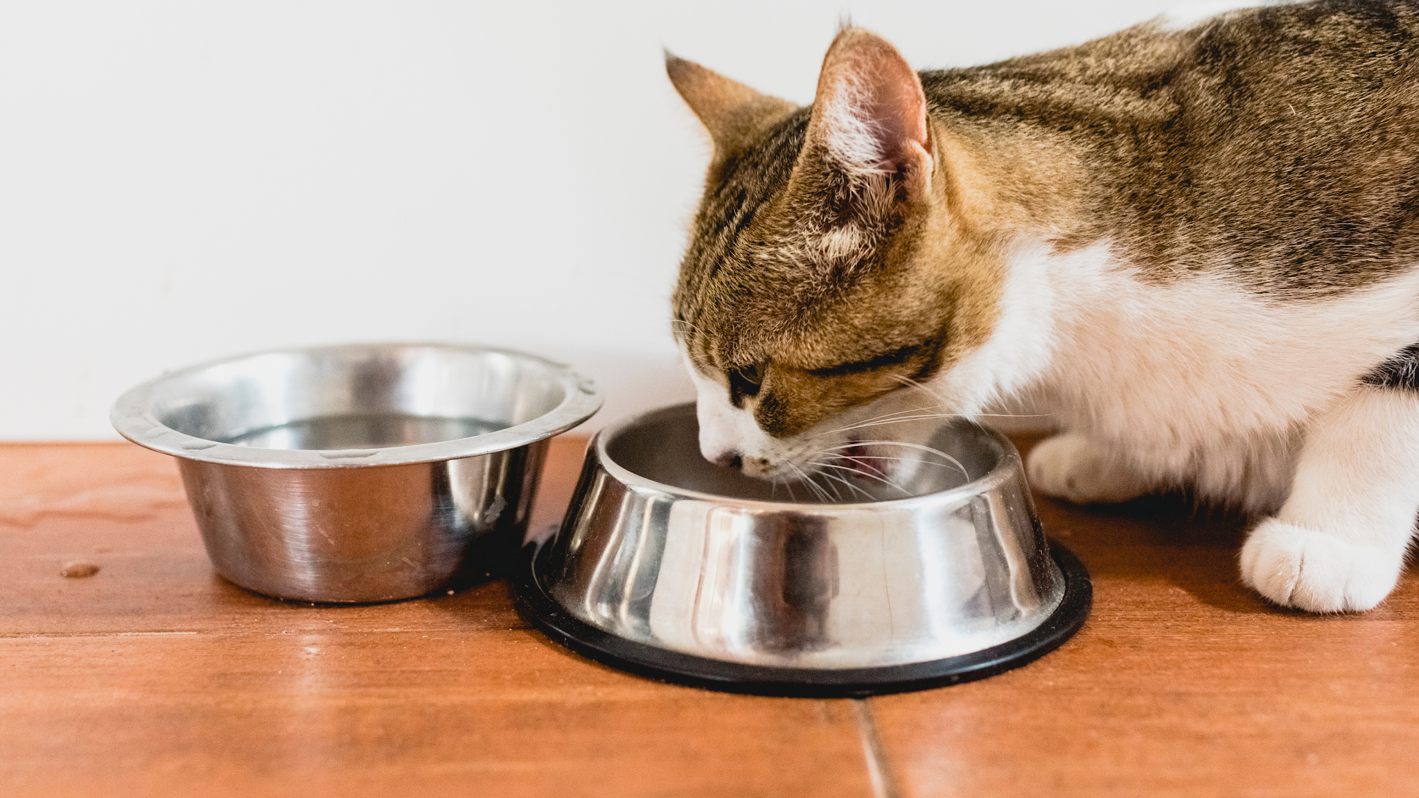 Можно котам сырую печень. Человек ест кошачий корм. Кошки едят из разных чашек. Кошки едят из чужих чашек. Cat Bowl.