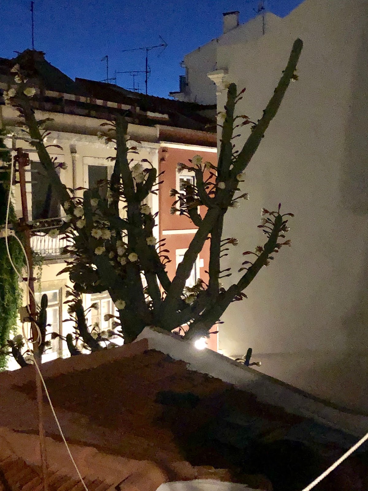 The Quilt Quine Lisbon