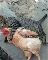 Crazy Cat GIF • Cat spooning with a chicken. They are best friends and love to chill together