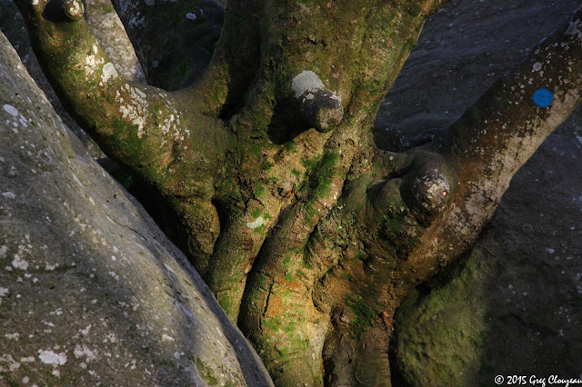 Hêtre remarquable du Bas Cuvier, Forêt Fontainebleau, (C) 2016 Greg Clouzeau Hêtre remarquable du Bas Cuvier, Forêt Fontainebleau, (C) 2016 Greg Clouzeau