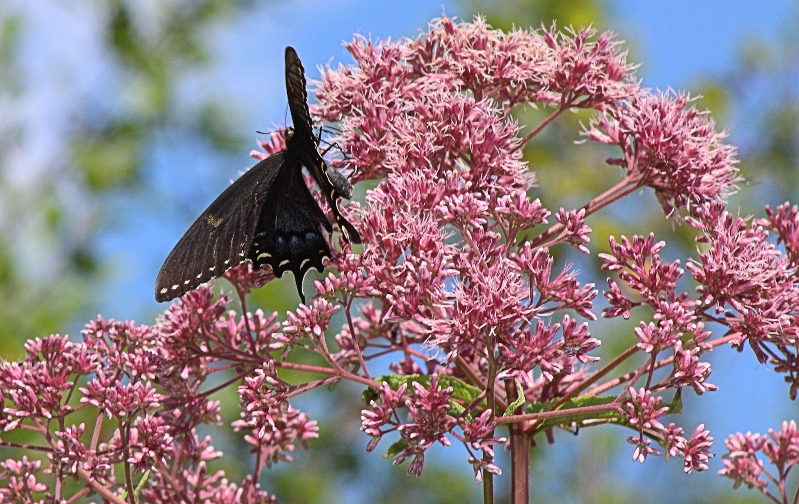 Eastern Black Tiger Swallowtail Butterfly