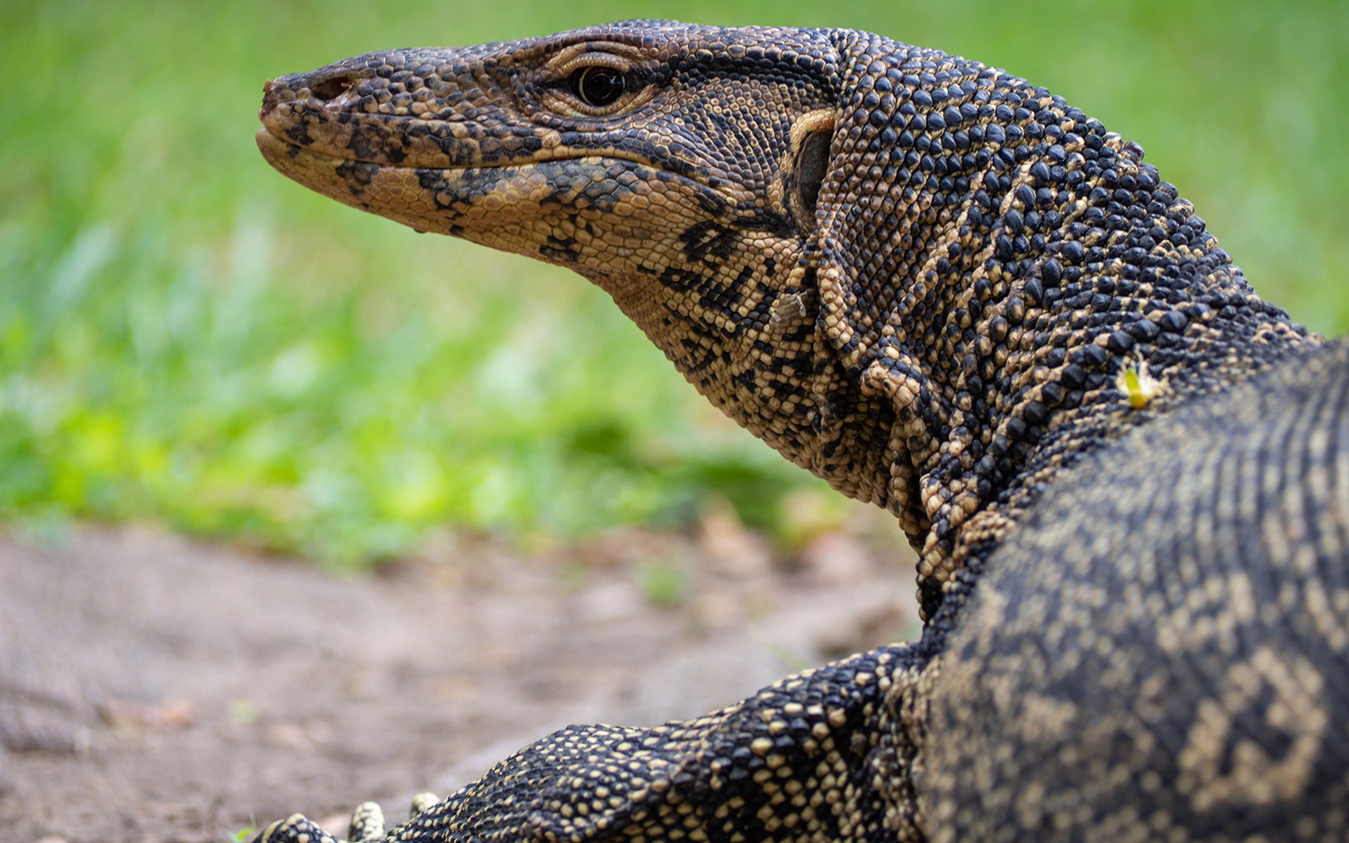 What Do Monitor Lizards Eat Why Is It Called Monitor Lizard what-do-monitor-lizards-eat-why-is-it-called-monitor-lizard