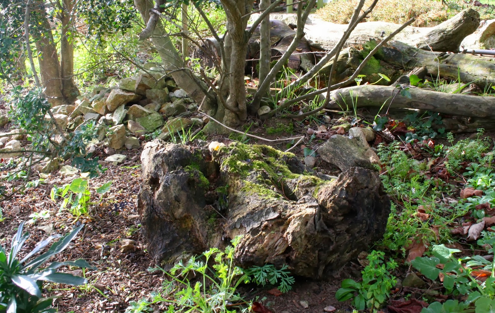 .: Rincones que sirven de refugio natural a los habitantes del jardín!!