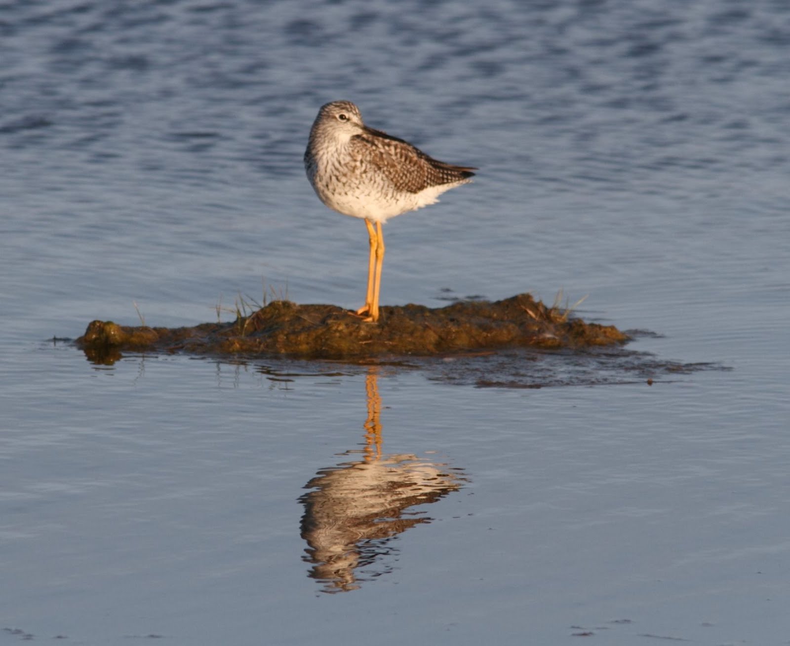 Beachgirl's Blog FOS Osprey & Greater Yellow Legs