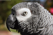Grey Parrots HD
