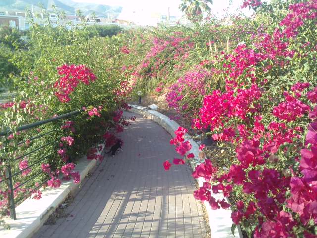 LA CALLE SOLITARIA.: ADRA SUCIA GAVIOTA.