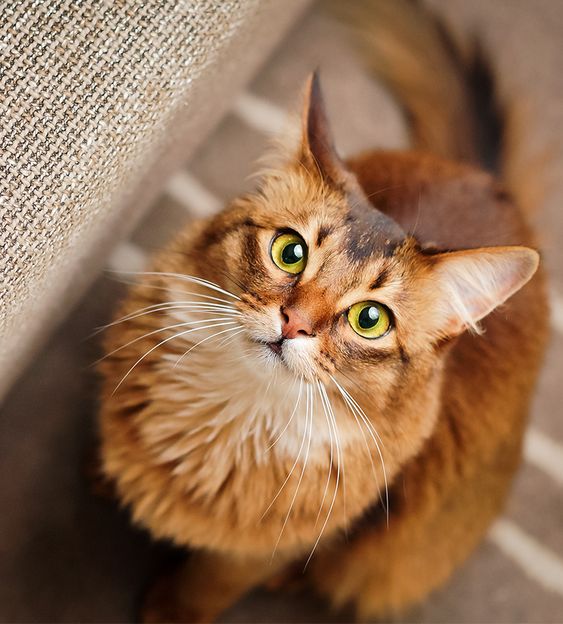 Lovely Pet's ༻ Top 10 Most Friendliest Cat Breeds