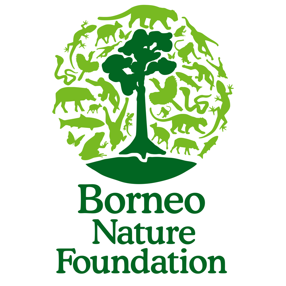Mengapa Hari Orangutan Internasional Sangat Penting The