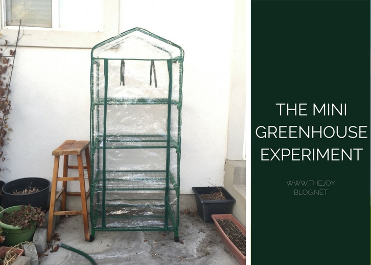 The Ongoing Mini Greenhouse Experiment THE JOY BLOG