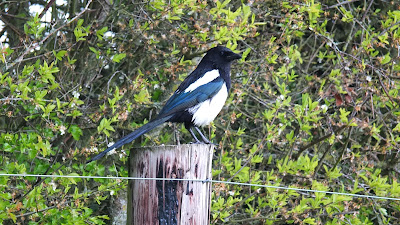 Soggy Magpie