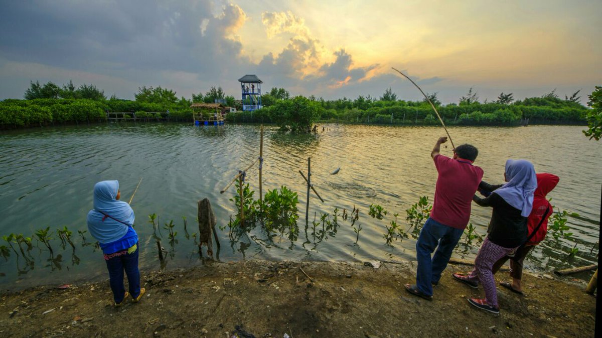 Kota Semarang Membangun Kawasan Wisata Edukasi Mangrove