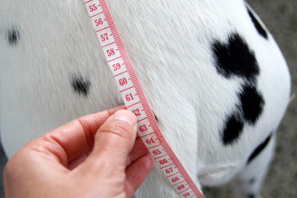 Dalmatian DIY Measuring for Dog Coats and Customising a DIY Pattern
