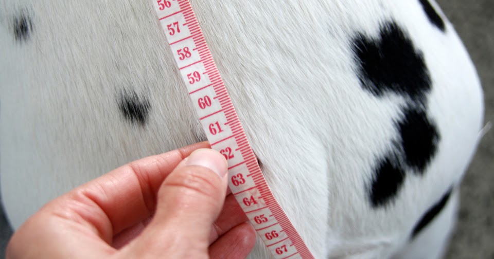 Dalmatian DIY Measuring for Dog Coats and Customising a DIY Pattern