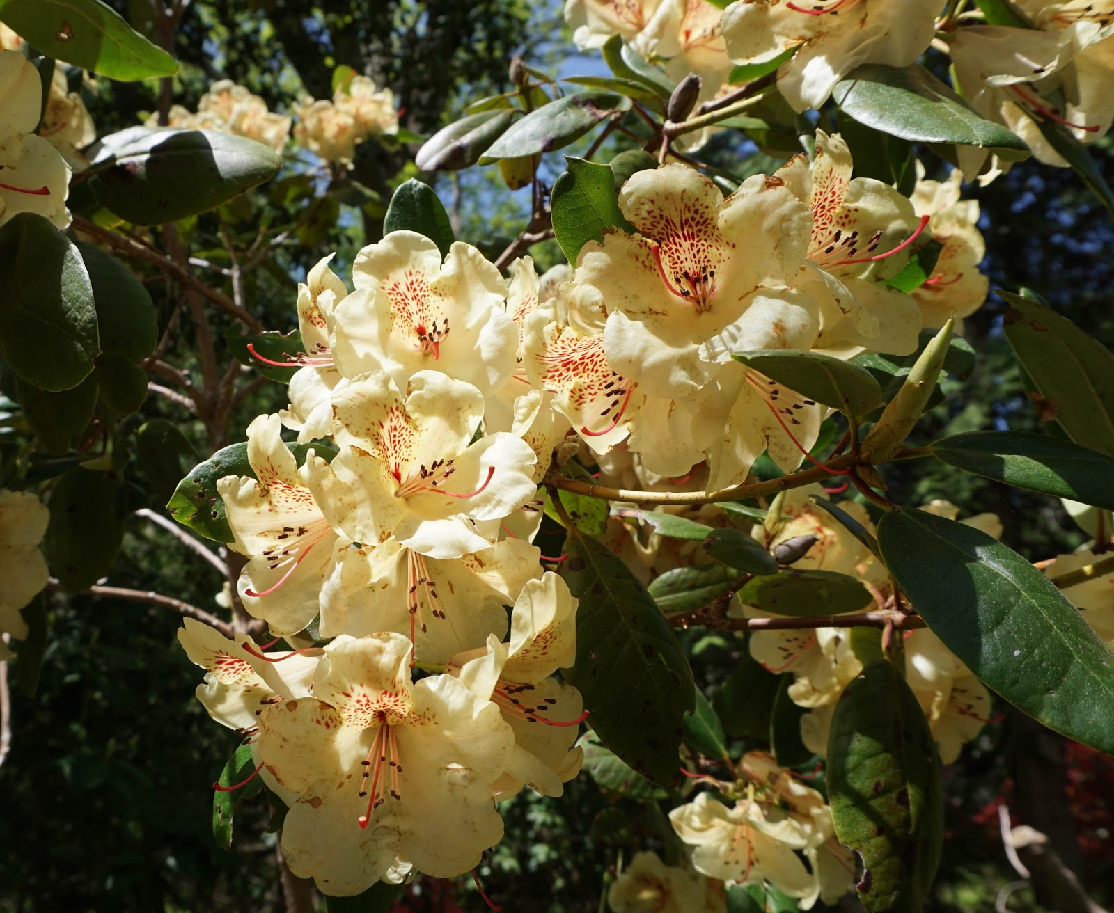 Rhododendron Maddenii Care And Culture Travaldo S Blog