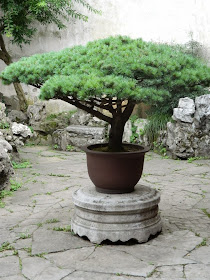 Lingering Garden Suzhou bonsai by garden muses-Toronto gardening blog