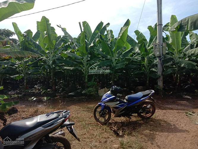 Đất sào bàu hàm Đất sào bàu hàm