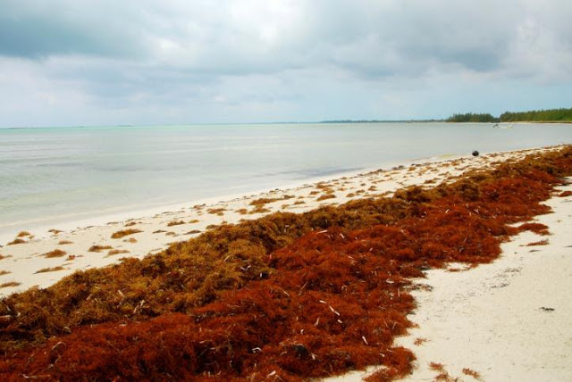 BARAHONA: Algas marinas en playas perjudica a pescadores