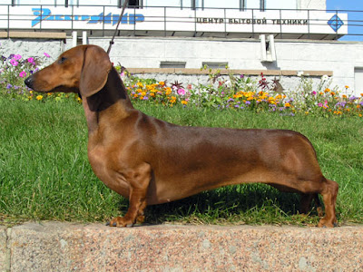 Wiener Dog behaviour and personality