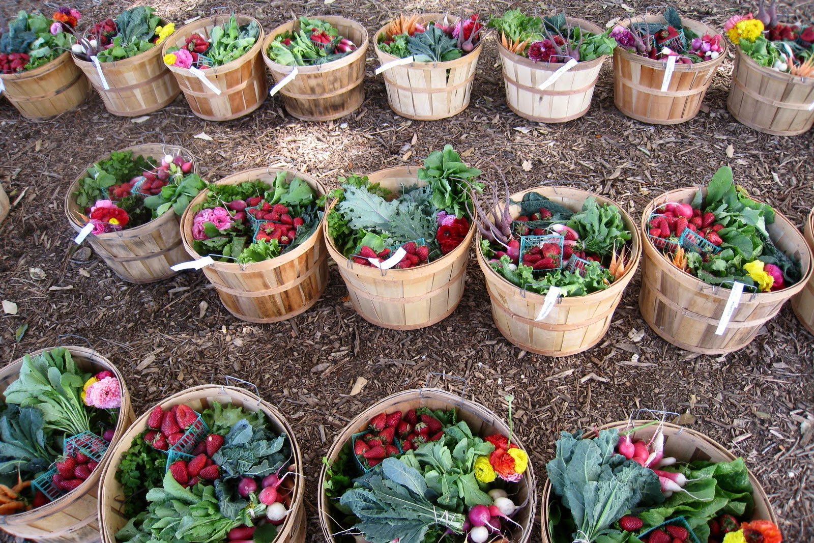 Gnomicon: CSA Basket 25