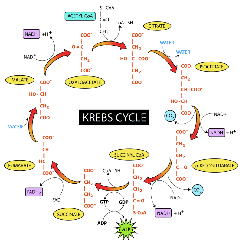 Kreb's cycle/ TCA (Tricarboxylic acid) cycle