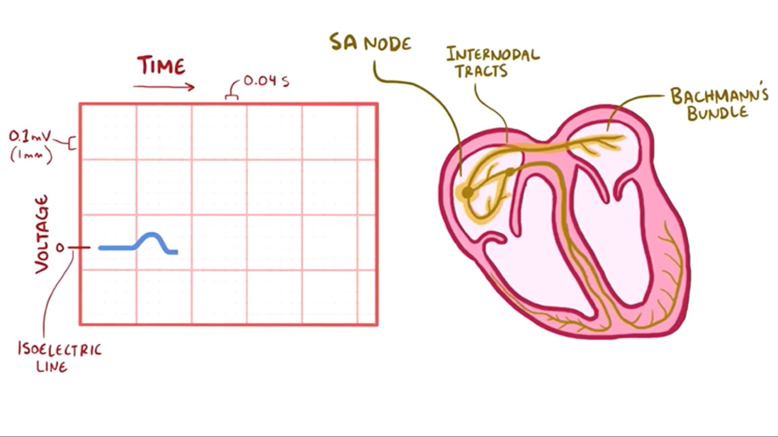 Kalp Atisi Ekg Darbe Pixabay Da Ucretsiz Vektor Grafik
