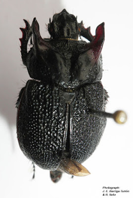 Escarabajo estercolero (Frickius variolosus)