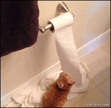 Funny Kitten GIF • Crazy ginger kitty in action. The Toilet paper killer strikes again! Funny Kitten GIF • Crazy ginger kitty in action. The Toilet paper killer strikes again!