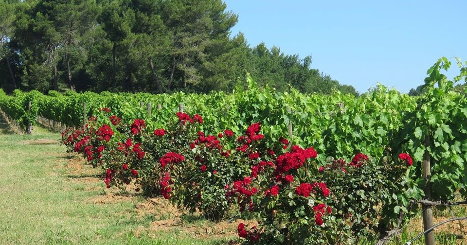 Viticulture in Ireland Roses in vineyards