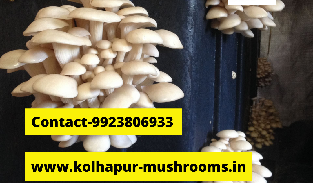 Mushroom training center latur mushroom farming training mushroom