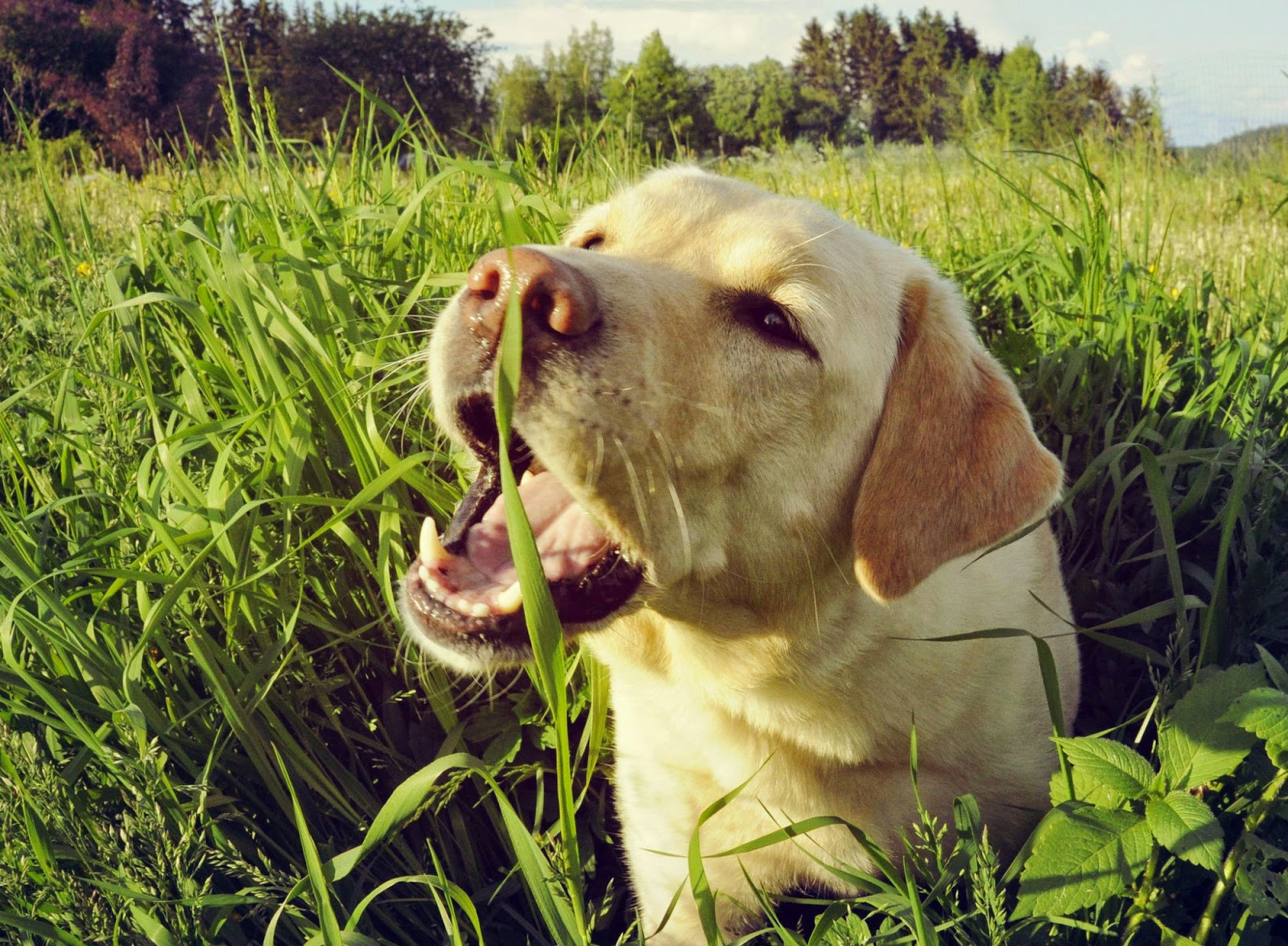 Por qué mi perro come pasto: Cuidados y nombres para tu mascota. Perro come hierba