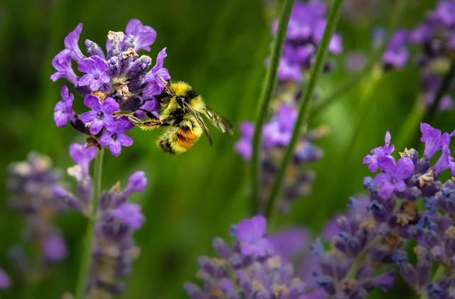 Bee resting on a purple flower