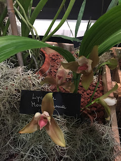 , Orchidee dal mondo – 2016 – Monteporzio Catone, diarid'orchidee