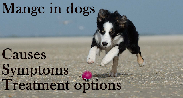 Mange in dogs: causes, symptoms, remedies Mange in dogs: causes, symptoms, remedies