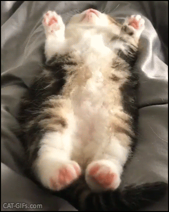 Cute Kitten GIF • Sleepy kitty on its back Kitty is having a wild dream Twitching legs and arms Cute Kitten GIF • Sleepy kitty on its back Kitty is having a wild dream Twitching legs and arms