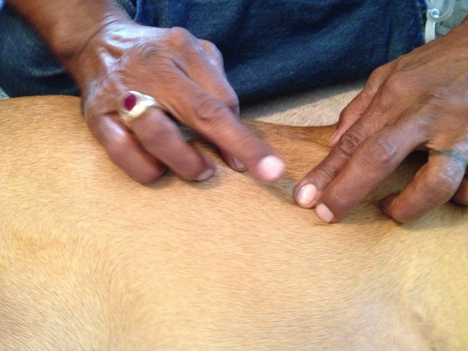 Such Good Dogs: Trainer Tips--Dog exam