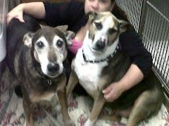 UPDATE11/25/11 2  2 Seniors,  Owner Died. Need Loving Home Long Island, NY