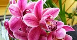  Bunga  Anggrek  Ciri  ciri  Jenis dan  Klasifikasi Anggrek  