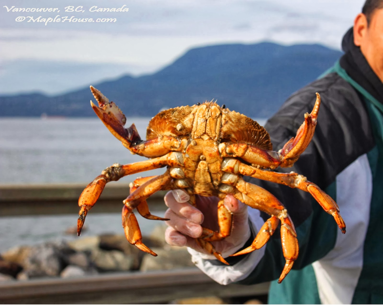 Living Vancouver Canada Fishing for Dungeness Crab at Jericho Beach