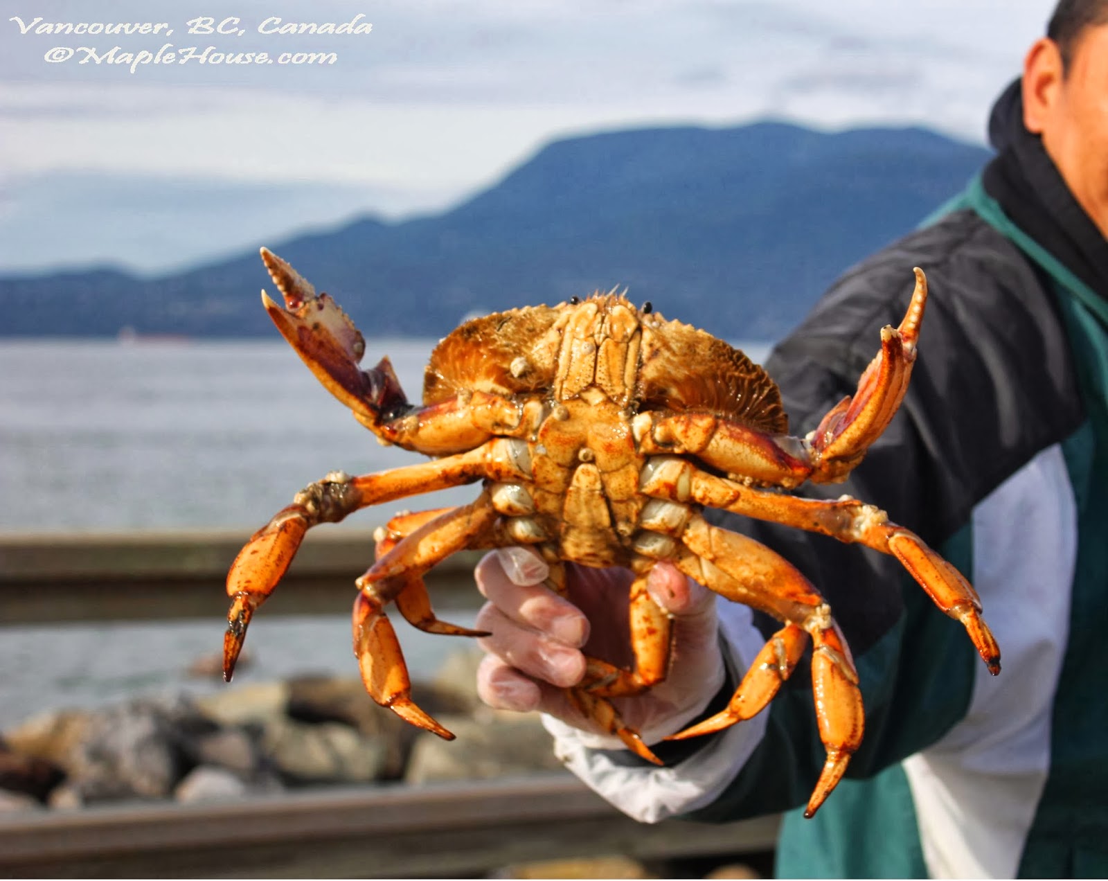 vancouver crab fishing tour