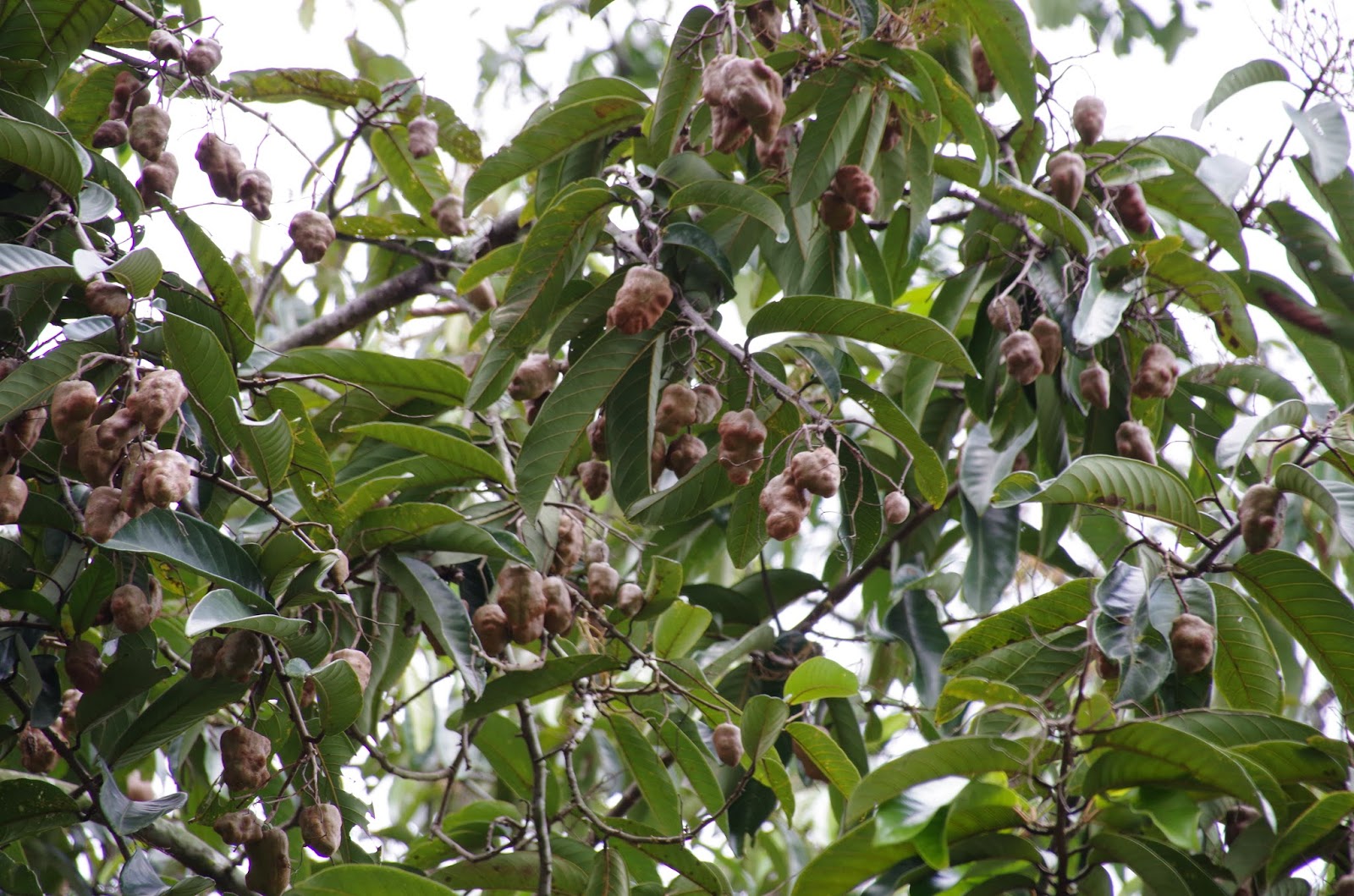 Trees and Plants: Resak Irian (Vatica Rassak)