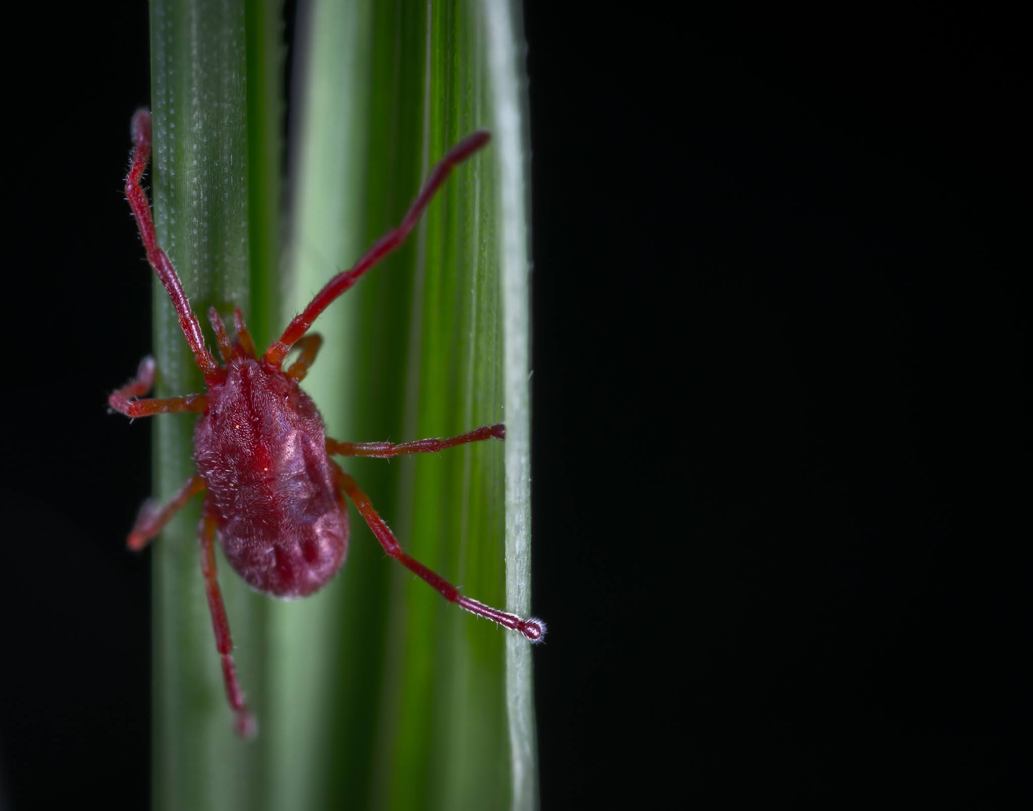 ficus bonsai leaves turning yellow
