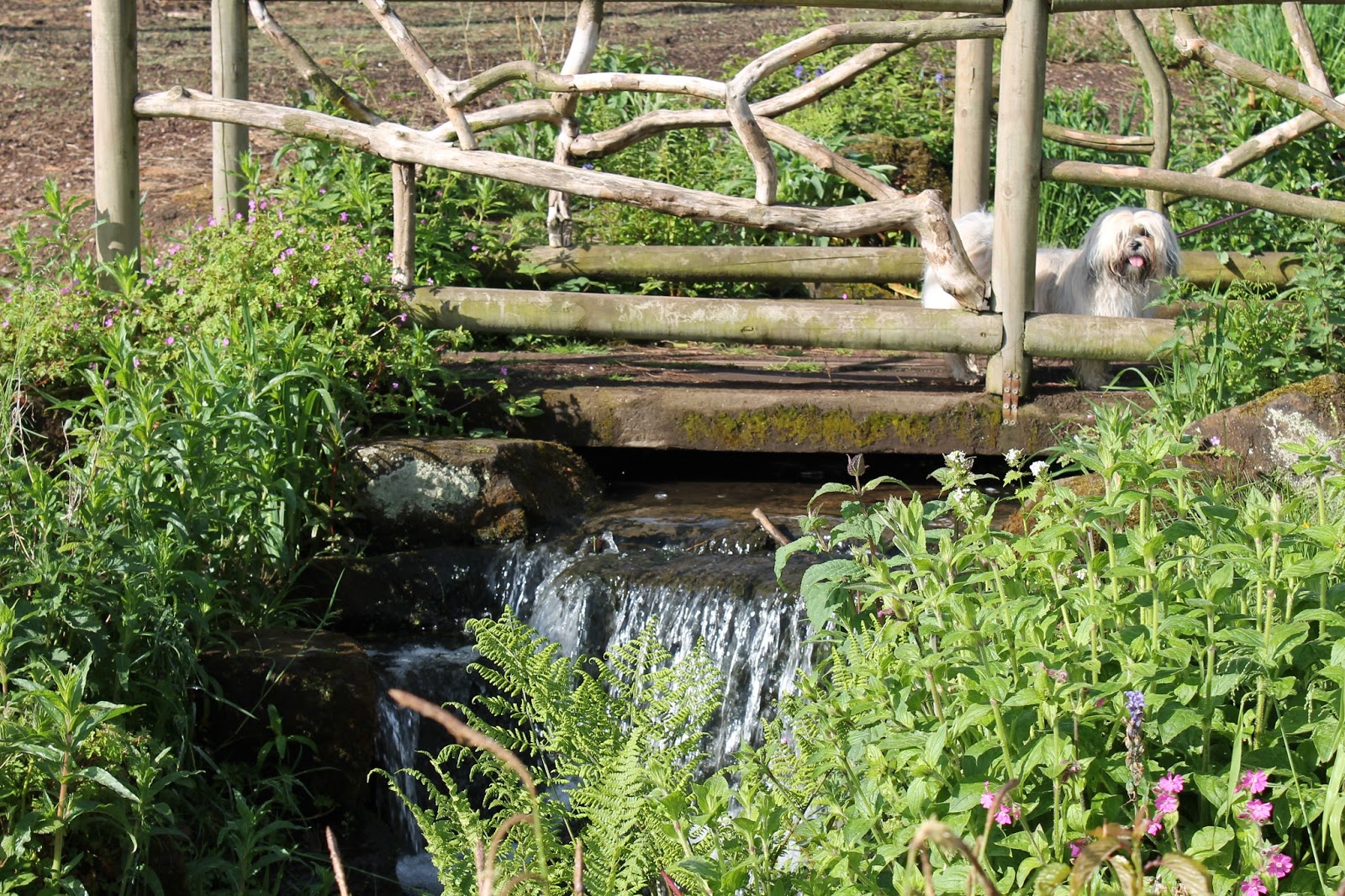 Trentham Gardens The Trentham Estate Staffordshire Paws across