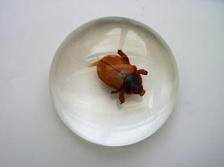 Paperweight containing a real beetle or insect