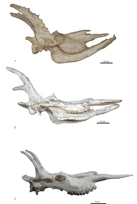 Decennatherium skul